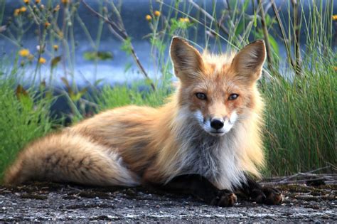 animaux sauvage quebec